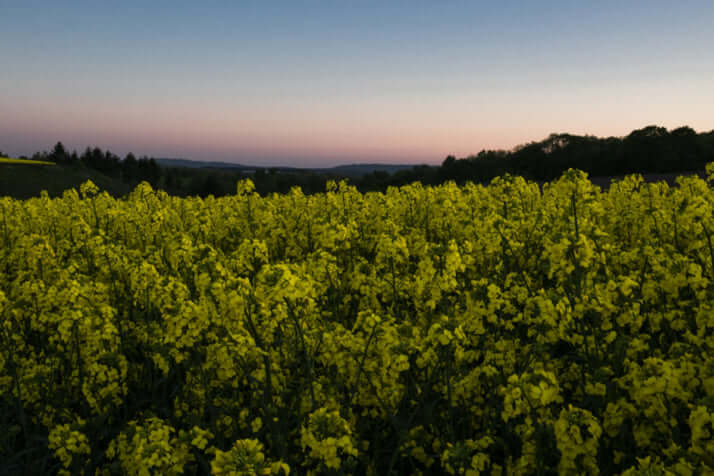 菜の花と夕暮れ