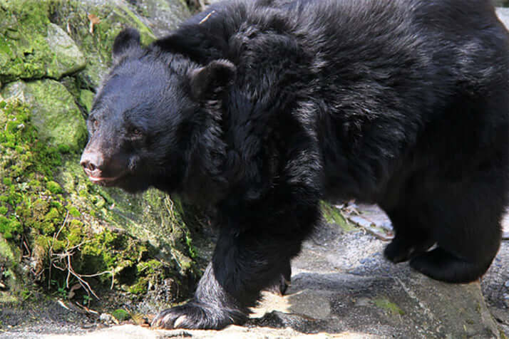 ツキノワグマイメージ