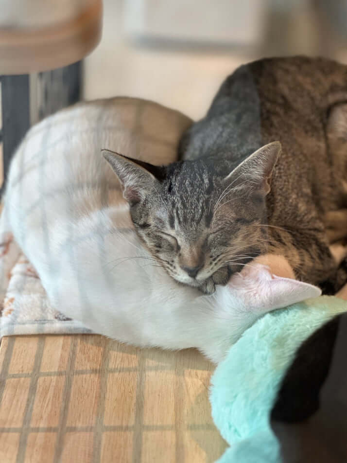 保護猫