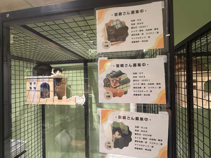 保護猫