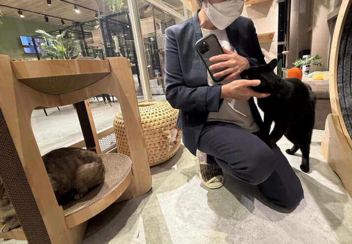 保護猫