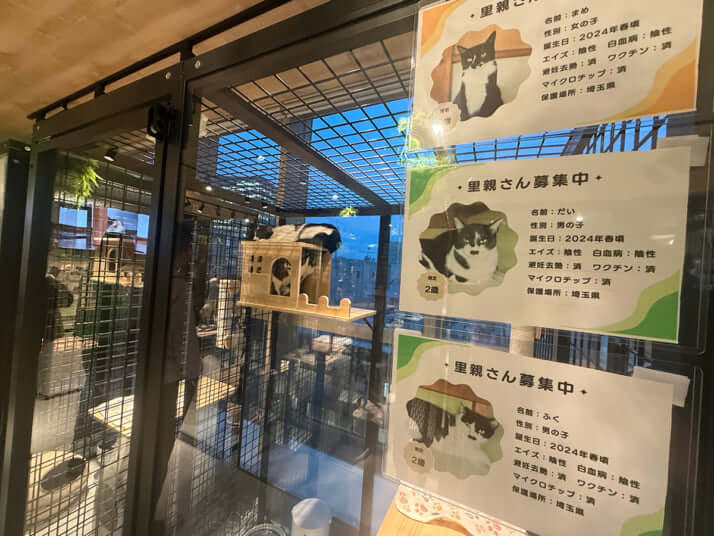 保護猫