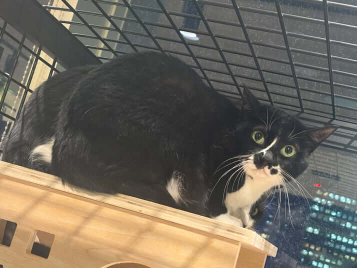 保護猫