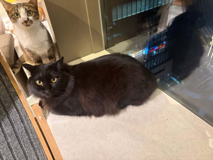 保護猫