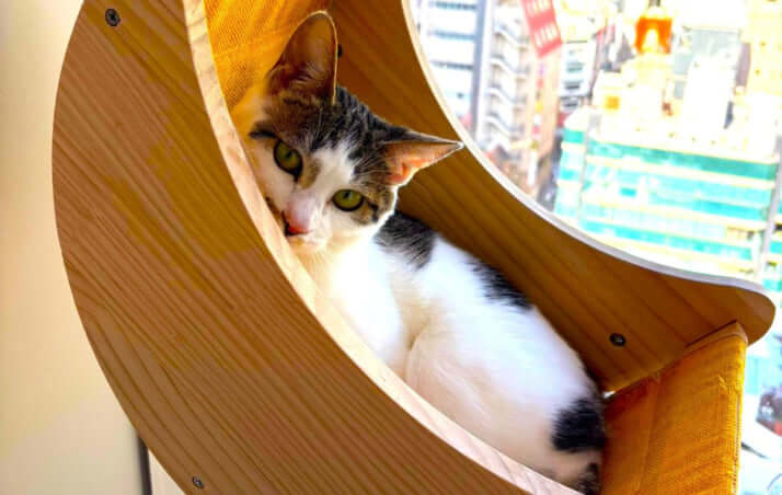 保護猫
