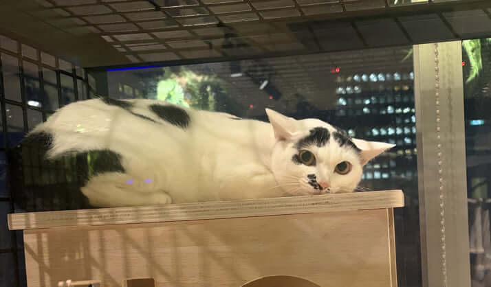 保護猫