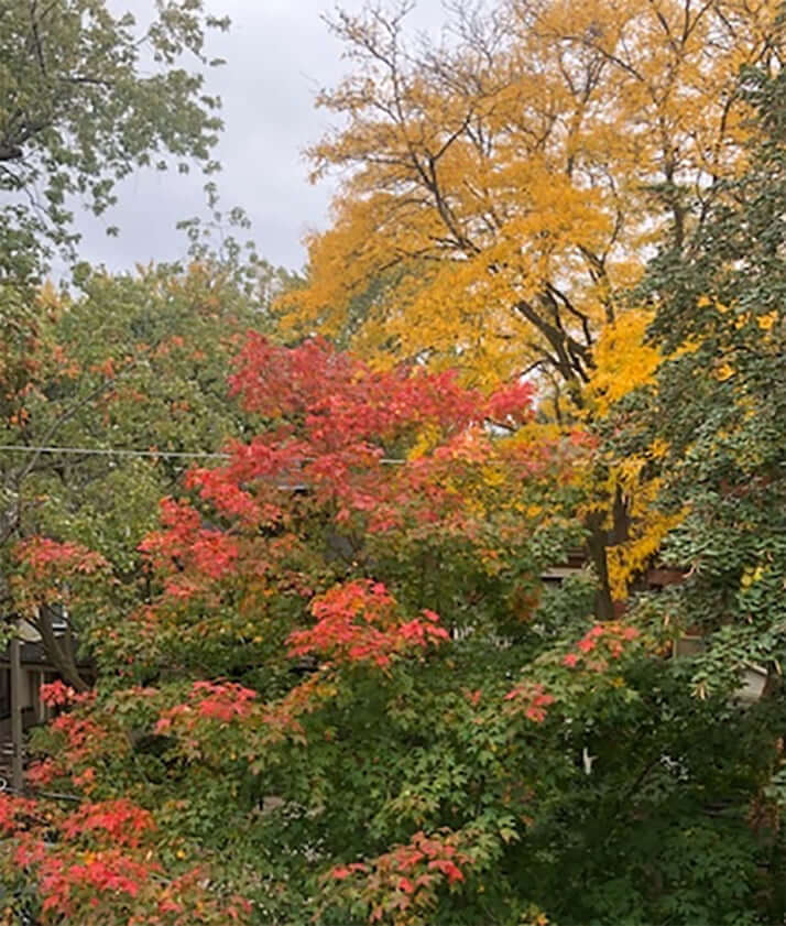トロント市内の紅葉