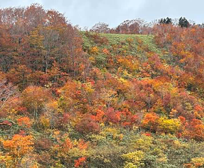 十和田湖付近の紅葉
