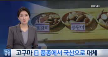 「サツマイモ三銃士」の活躍として、日本品種ではなく国産品種を取り上げる